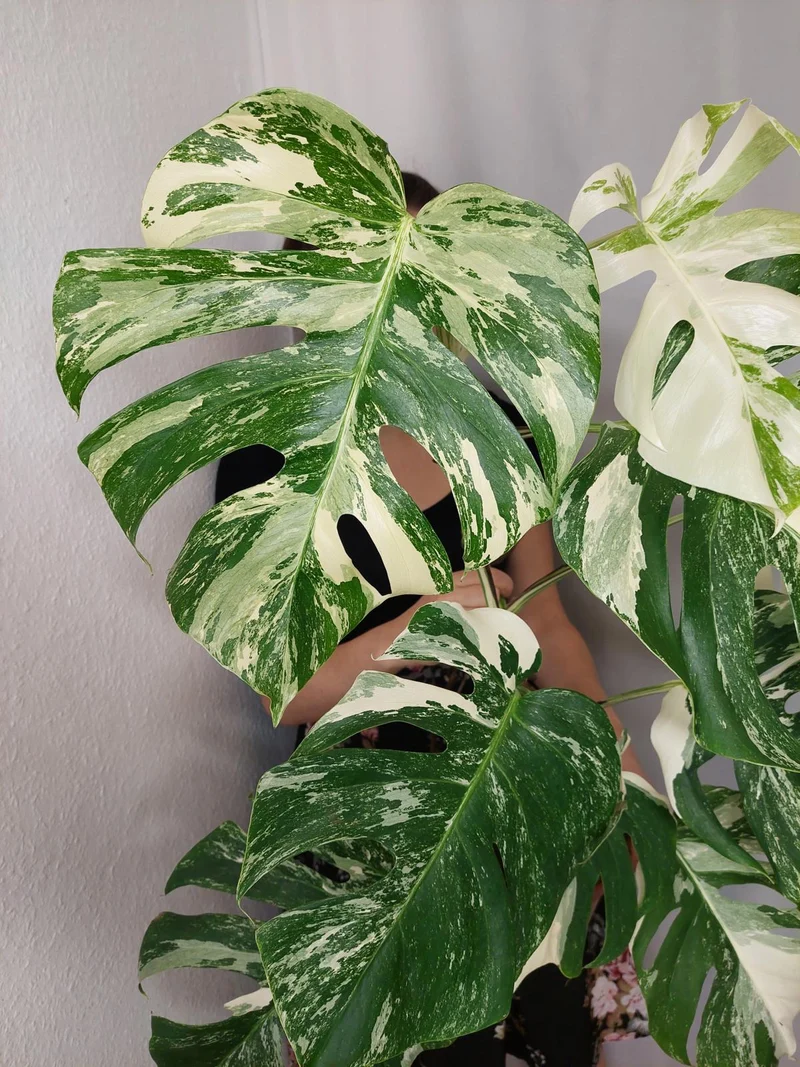 Monstera Variegata (zum aussuchen)