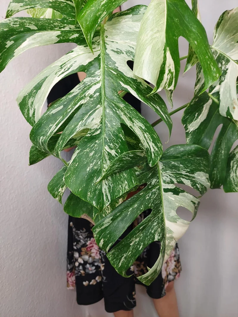 Monstera Variegata (zum aussuchen)