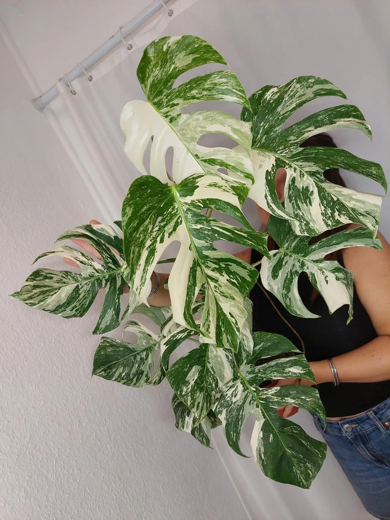 Monstera Variegata (zum aussuchen)