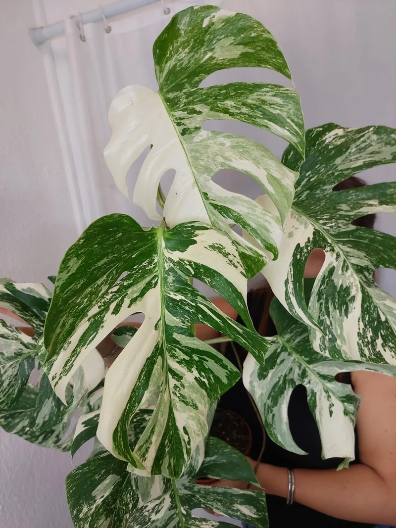 Monstera Variegata (zum aussuchen)