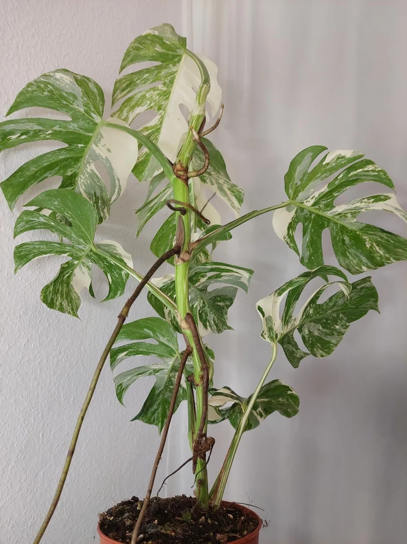 Monstera Variegata (zum aussuchen)
