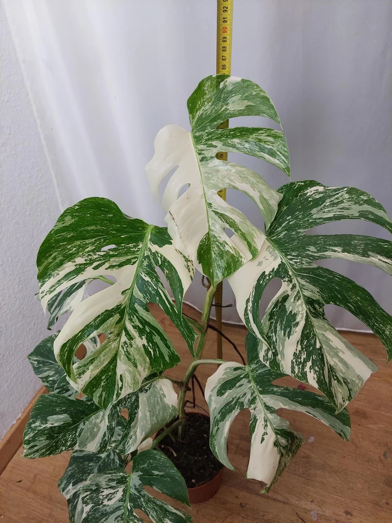 Monstera Variegata (zum aussuchen)