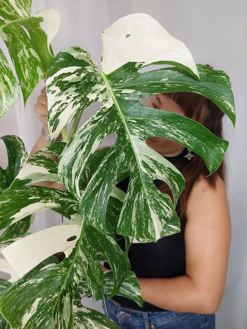 Monstera Variegata (zum aussuchen)