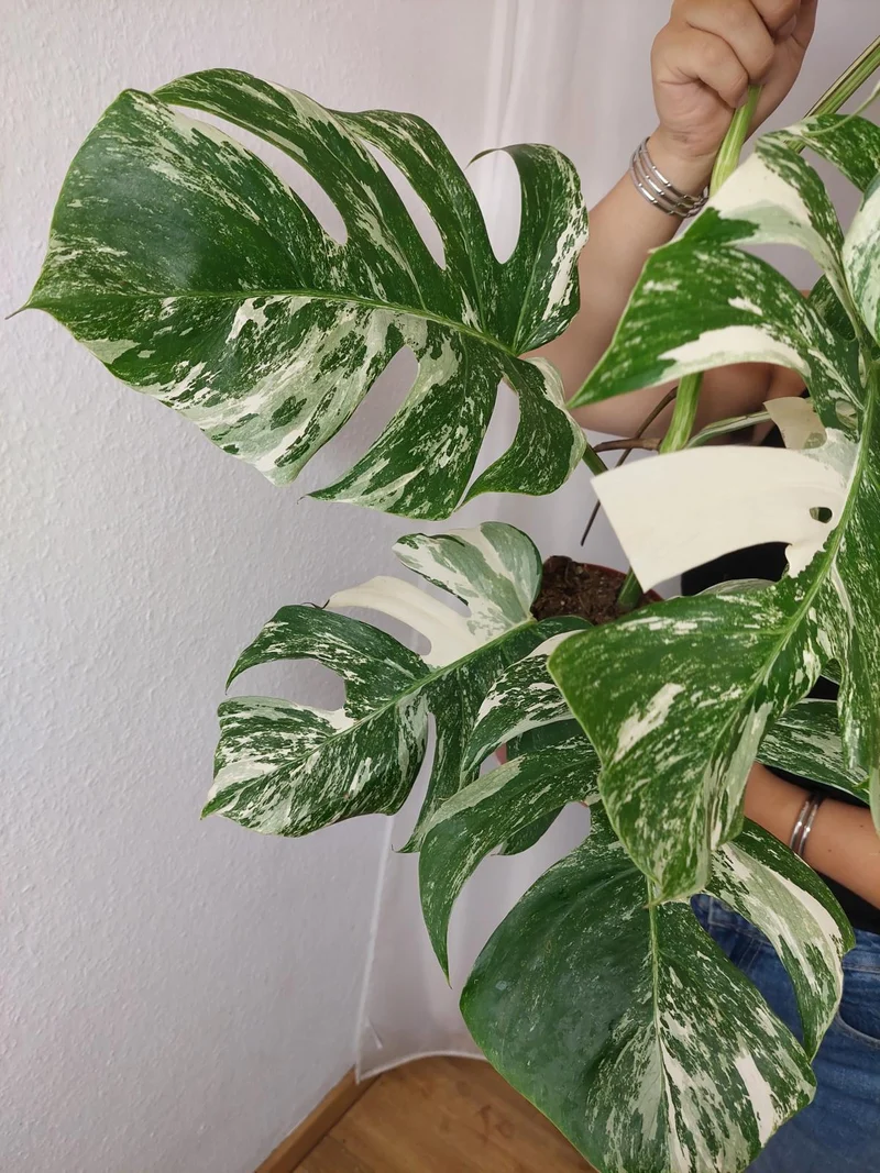 Monstera Variegata (zum aussuchen)