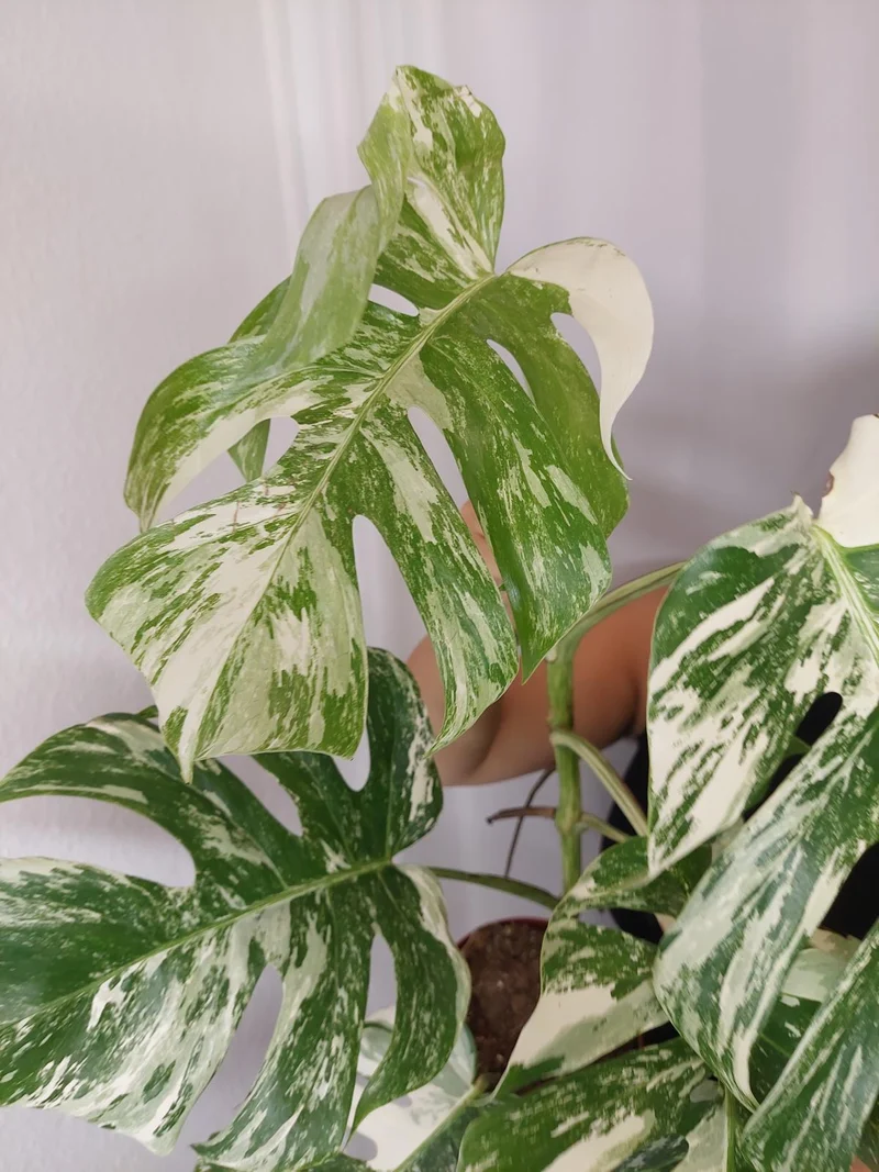 Monstera Variegata (zum aussuchen)