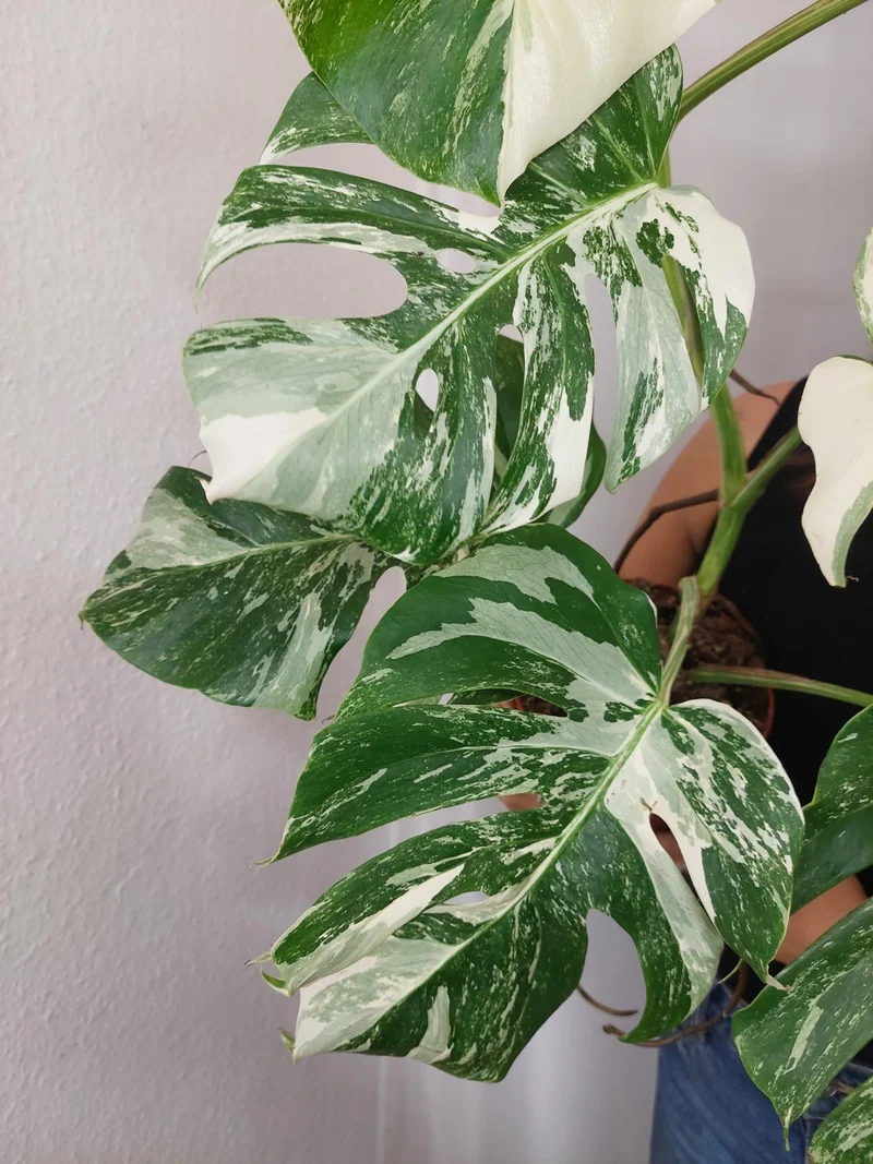 Monstera Variegata (zum aussuchen)