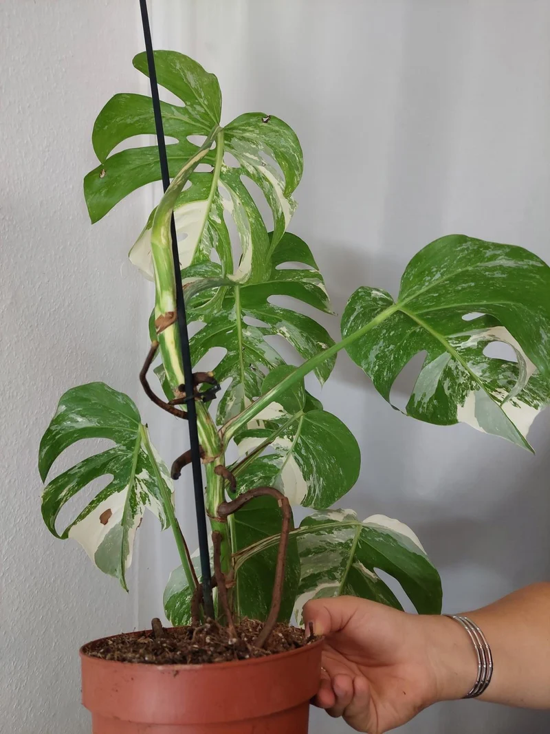 Monstera Variegata (zum aussuchen)
