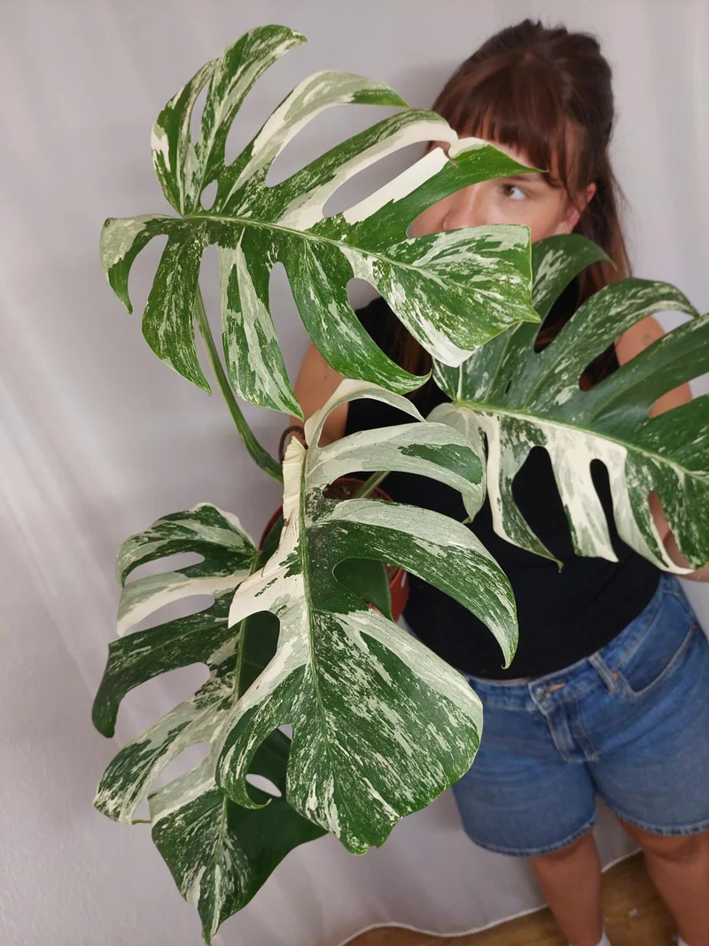 Monstera Variegata (zum aussuchen)