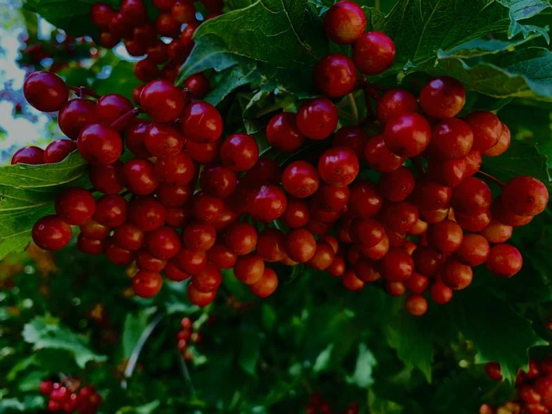 Themenpaket "Heimische Naturhecke für Vögel und Insekten"