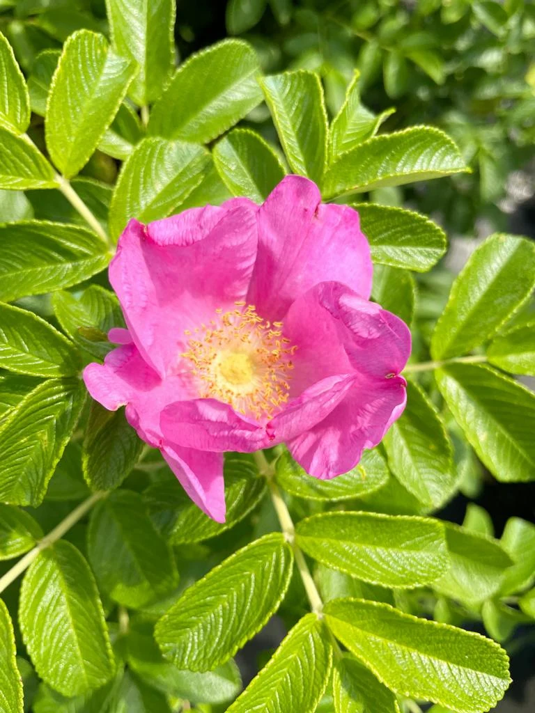 Apfelrose - Topf/Containerpflanzen