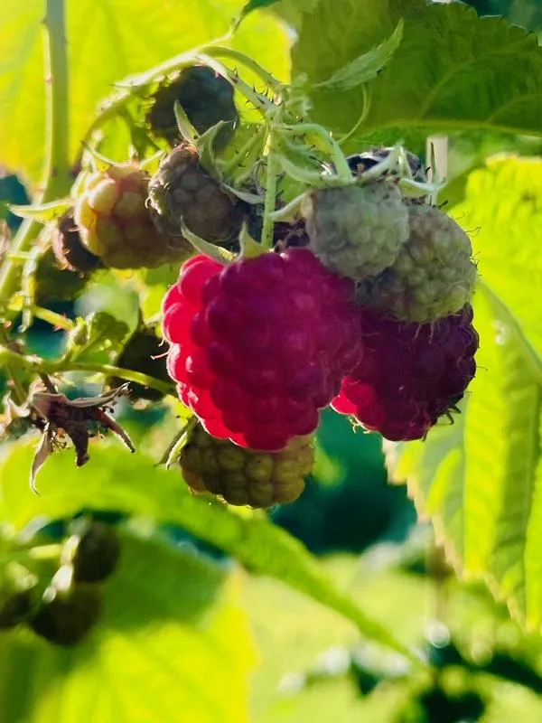 Himbeere Autumn Bliss®