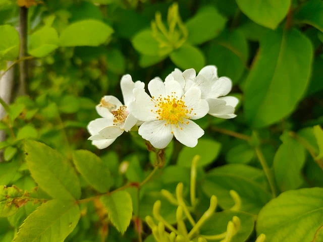 Vielblütige Rose - Wurzelware