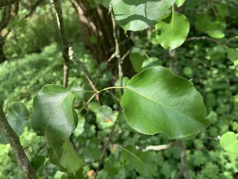 Wildbirne - Wurzelware