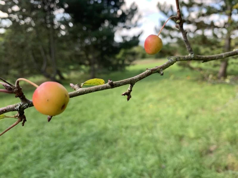 Wildapfel - Wurzelware
