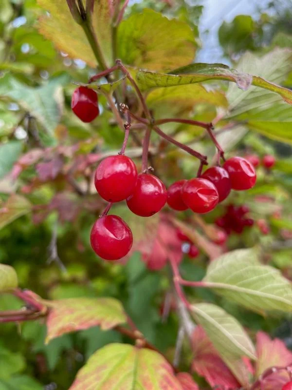 Rote Heckenkirsche - Wurzelware