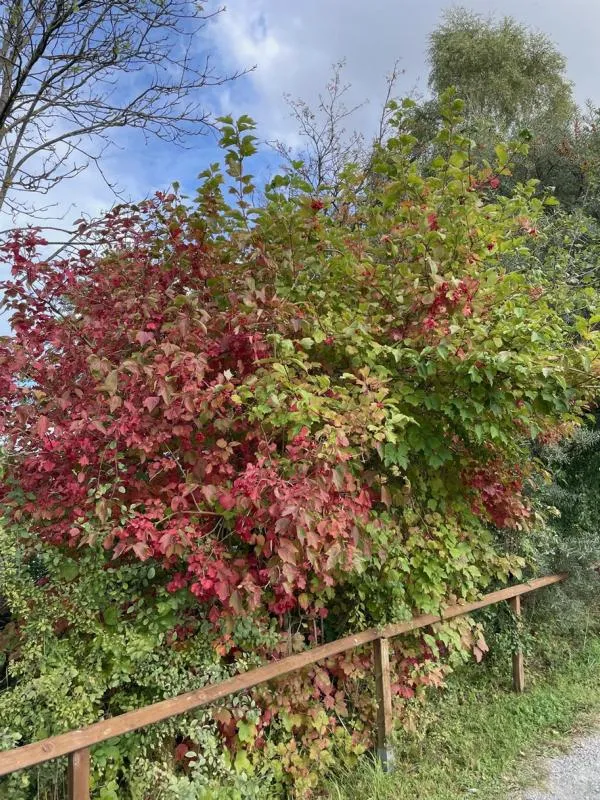Rote Heckenkirsche - Wurzelware