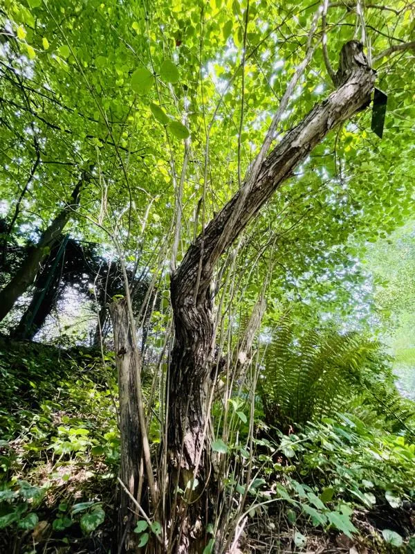 Rote Heckenkirsche - Wurzelware