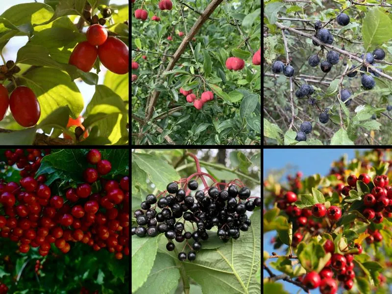 Themenpaket "Heimische Naturhecke für Vögel und Insekten"