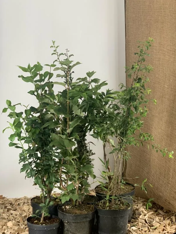 Themenpaket "Heimische Naturhecke für Vögel und Insekten"