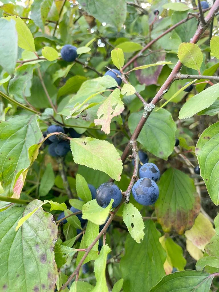Themenpaket "Heimische Naturhecke für Vögel und Insekten"