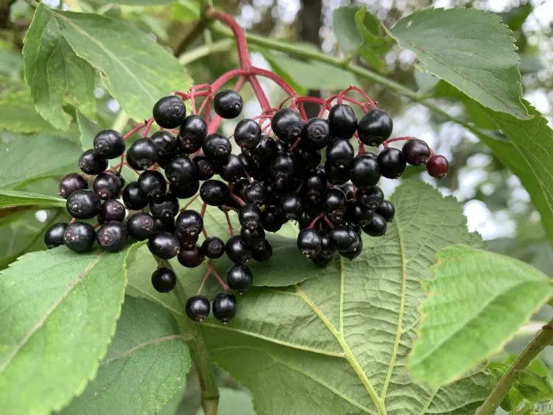 Themenpaket "Heimische Naturhecke für Vögel und Insekten"