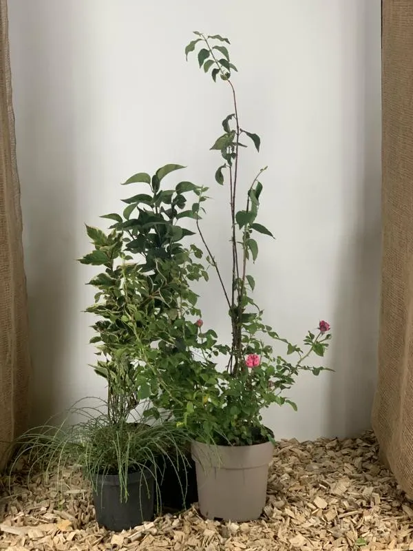 Themenpaket - "Feng-Shui Garten"