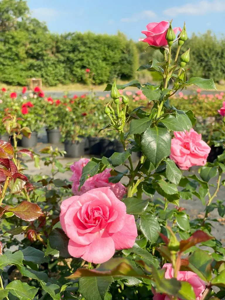 Strauchrose 'Dornröschenschloss Sababurg'®