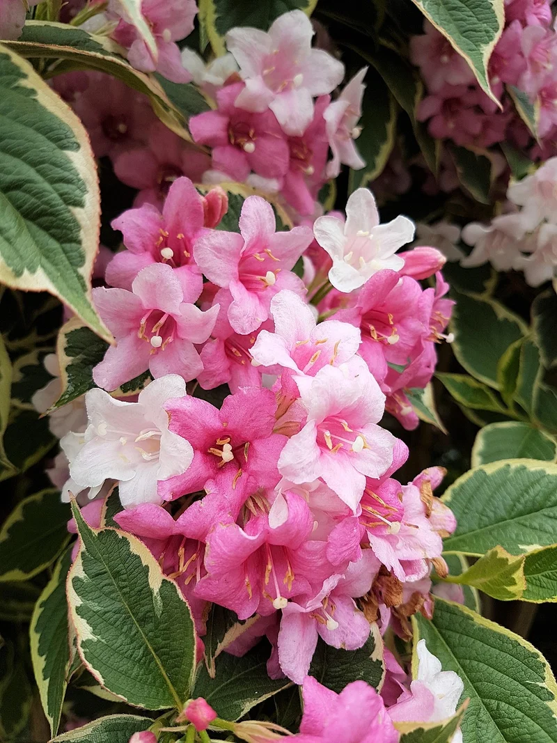Weigelie Florida Nana Variegata - Topf-/Containerpflanzen