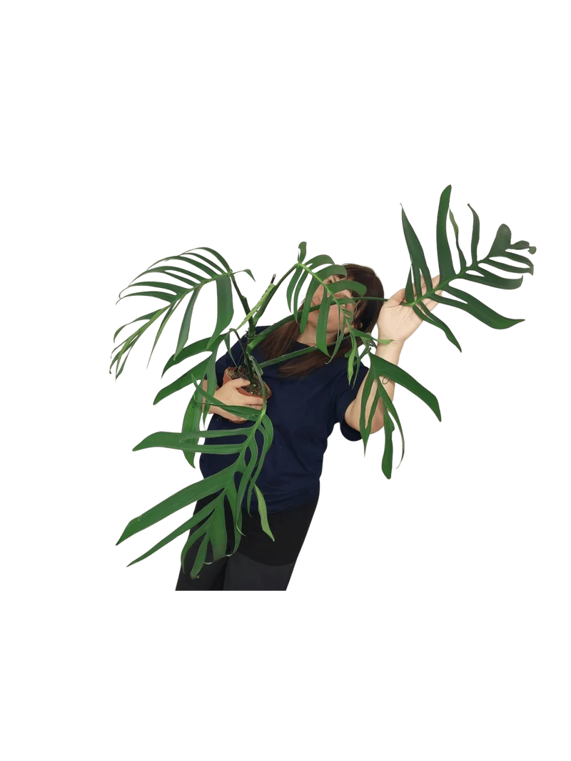Monstera Croatii