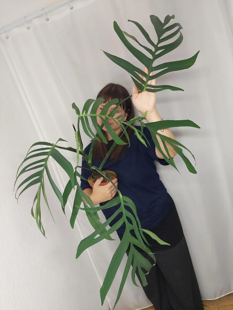 Monstera Croatii