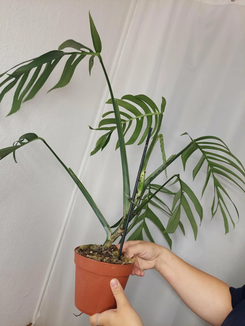 Monstera Croatii