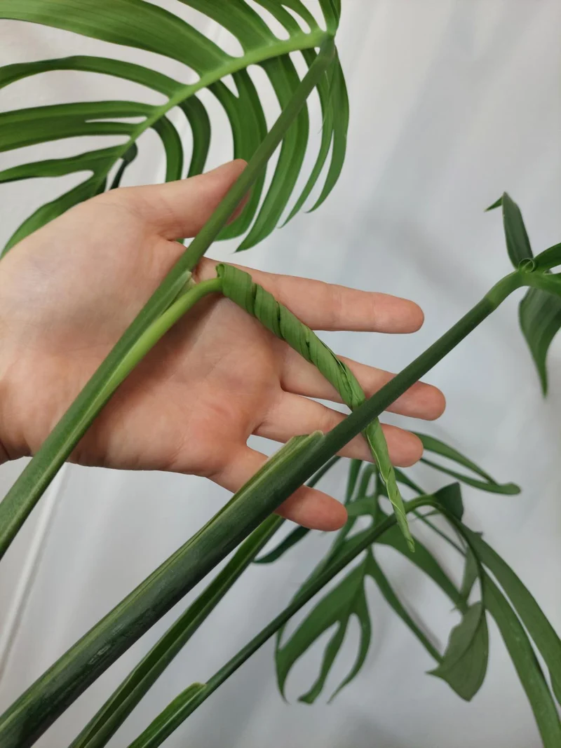 Monstera Croatii