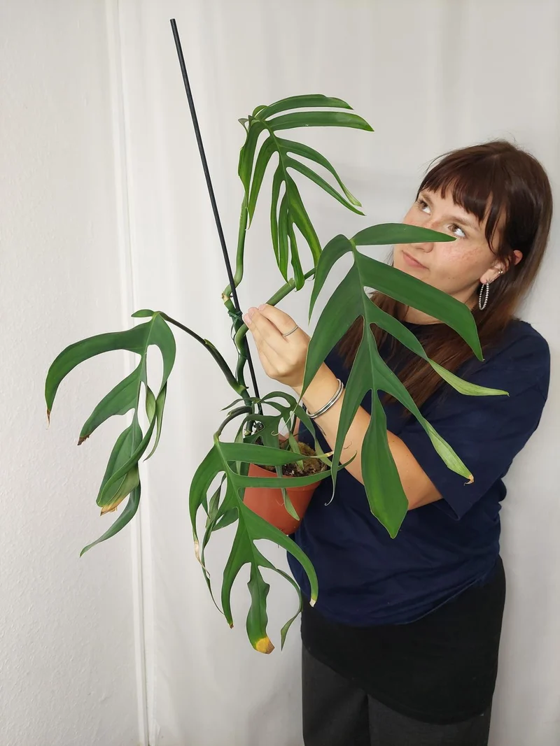 Monstera Croatii