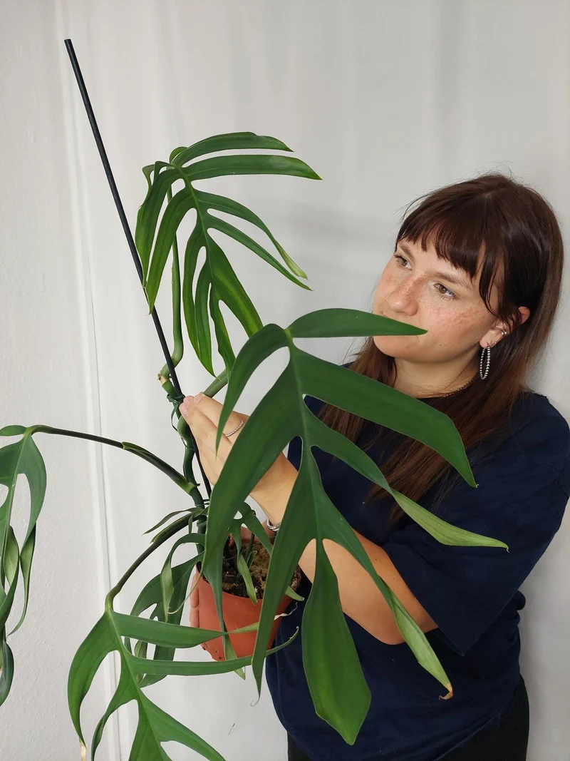 Monstera Croatii