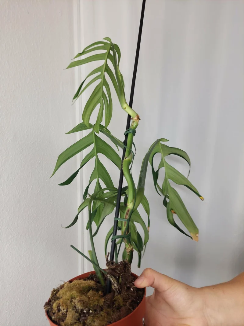 Monstera Croatii