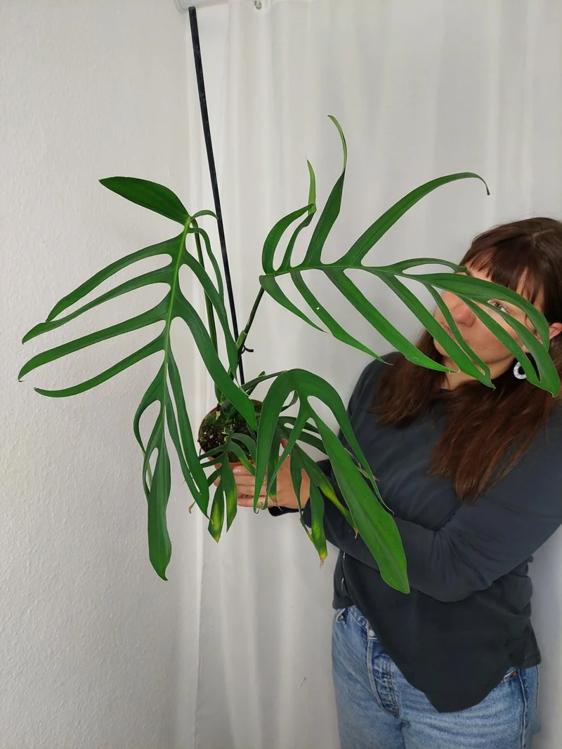 Monstera Croatii