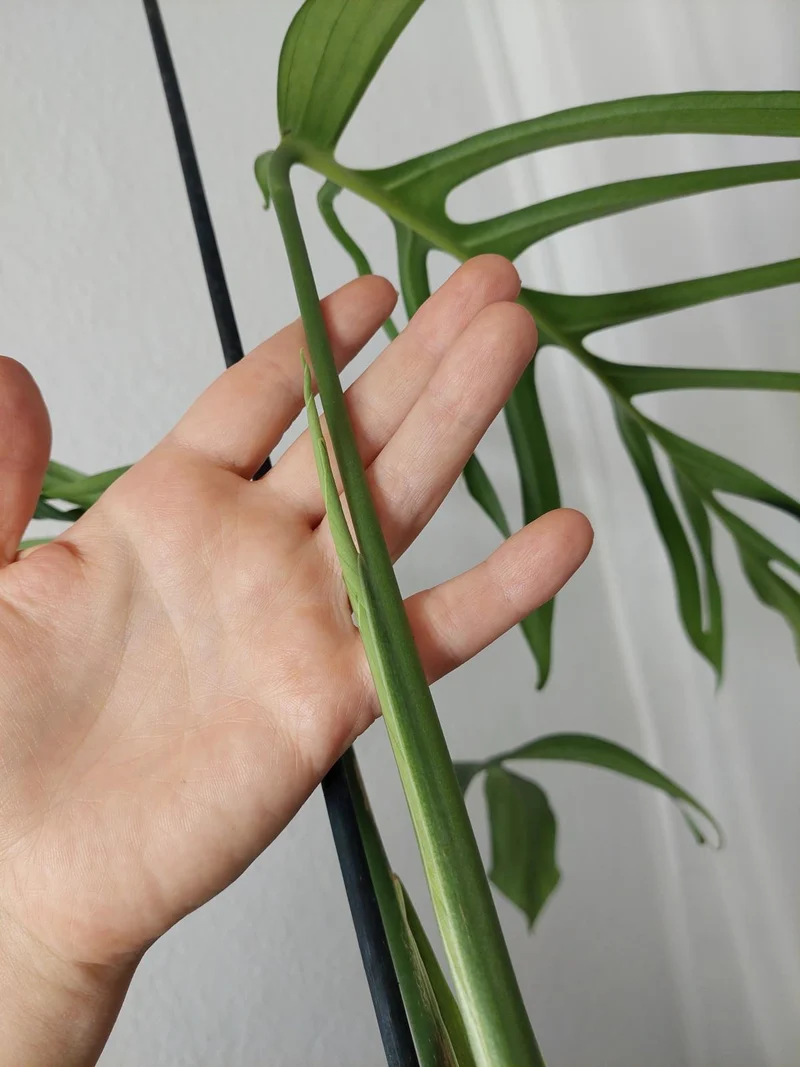 Monstera Croatii