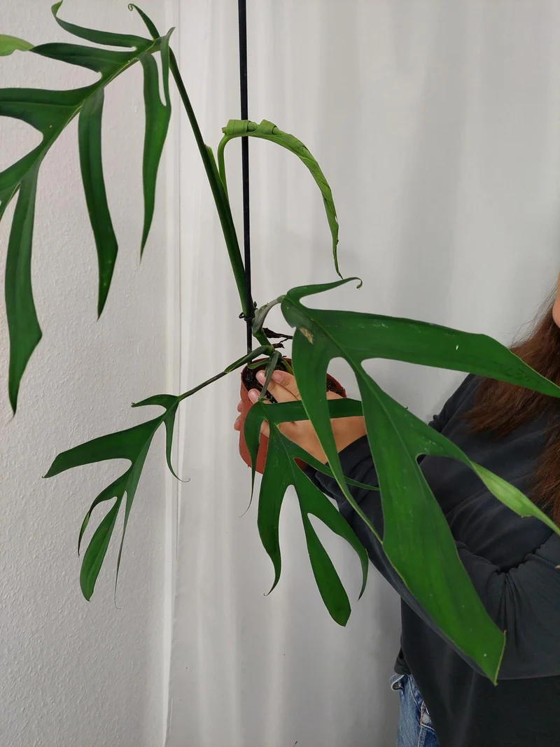Monstera Croatii