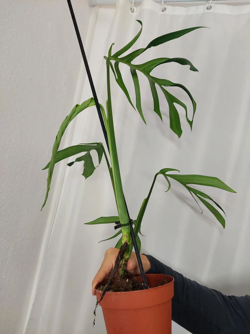 Monstera Croatii