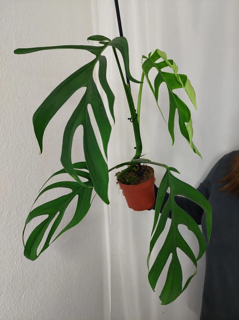 Monstera Croatii