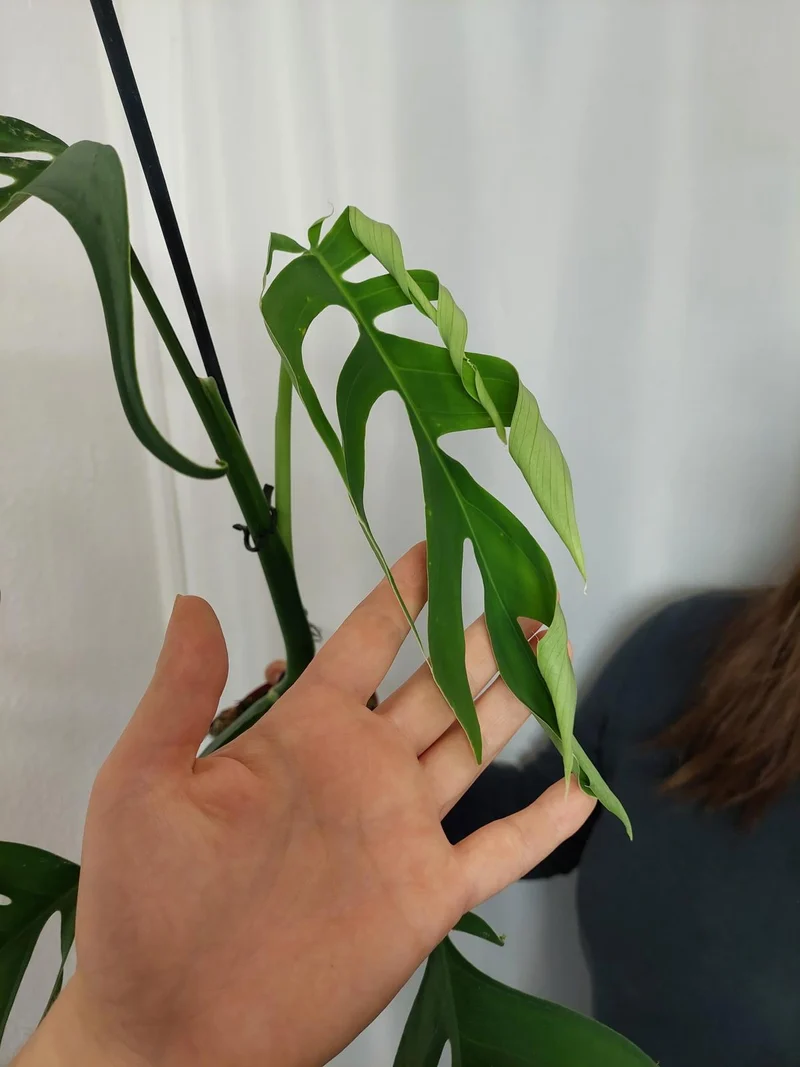 Monstera Croatii