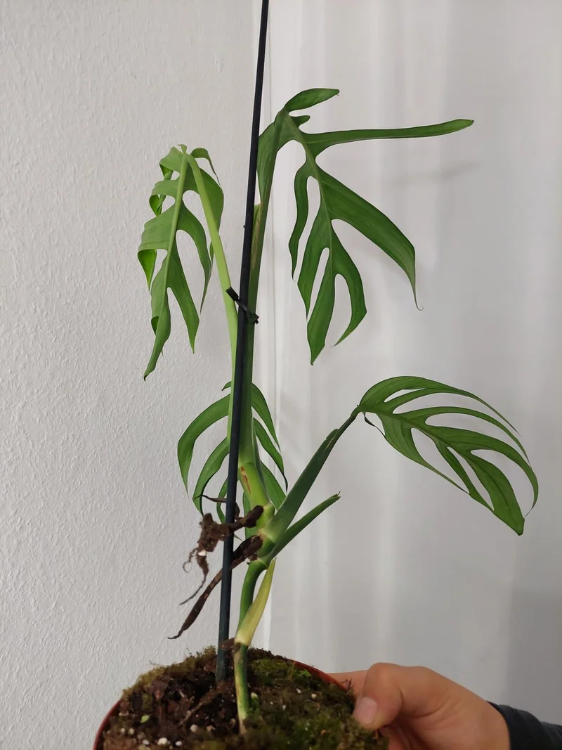 Monstera Croatii
