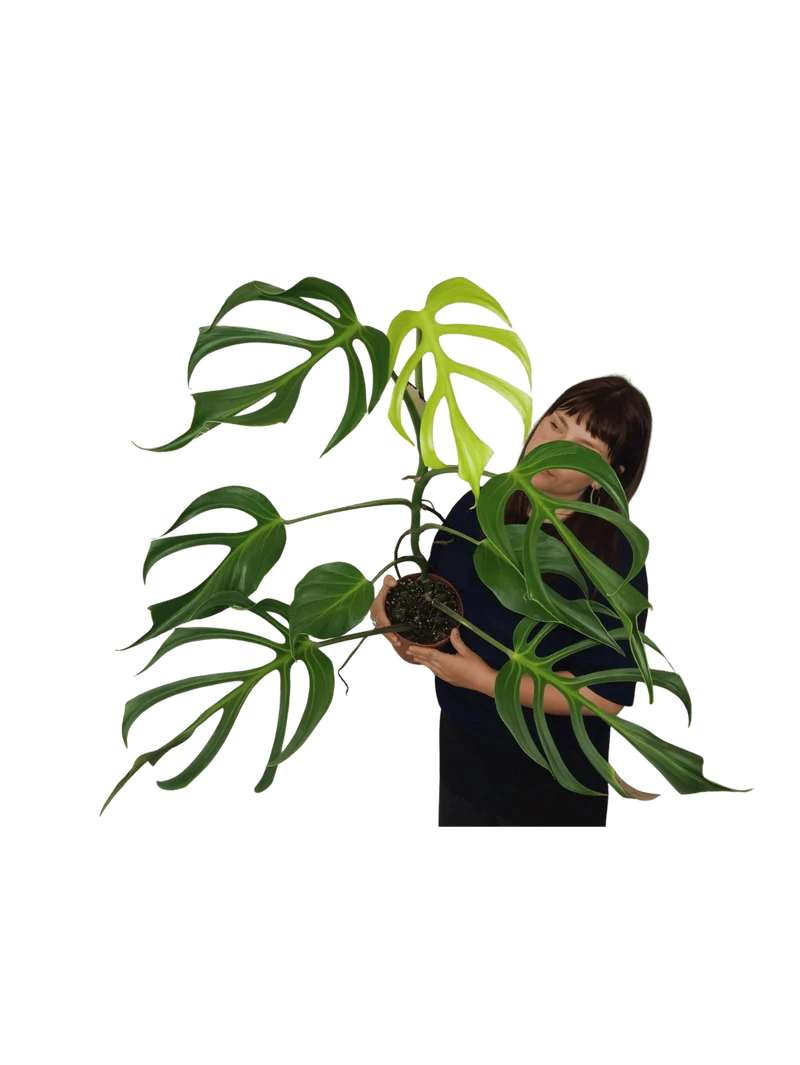 Monstera Burle Marx Flame XXL