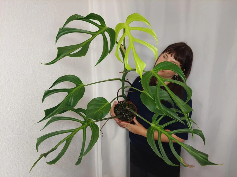 Monstera Burle Marx Flame XXL