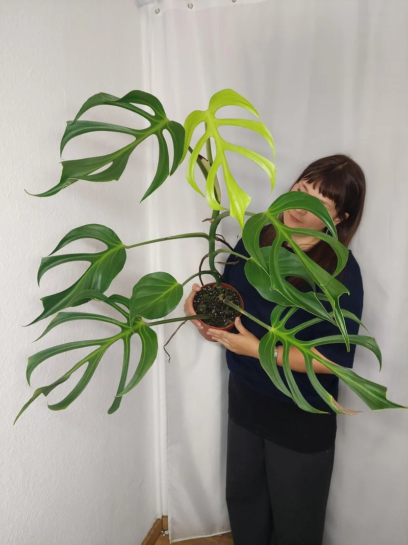 Monstera Burle Marx Flame XXL