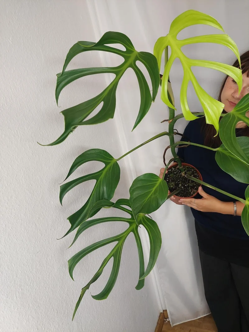 Monstera Burle Marx Flame XXL