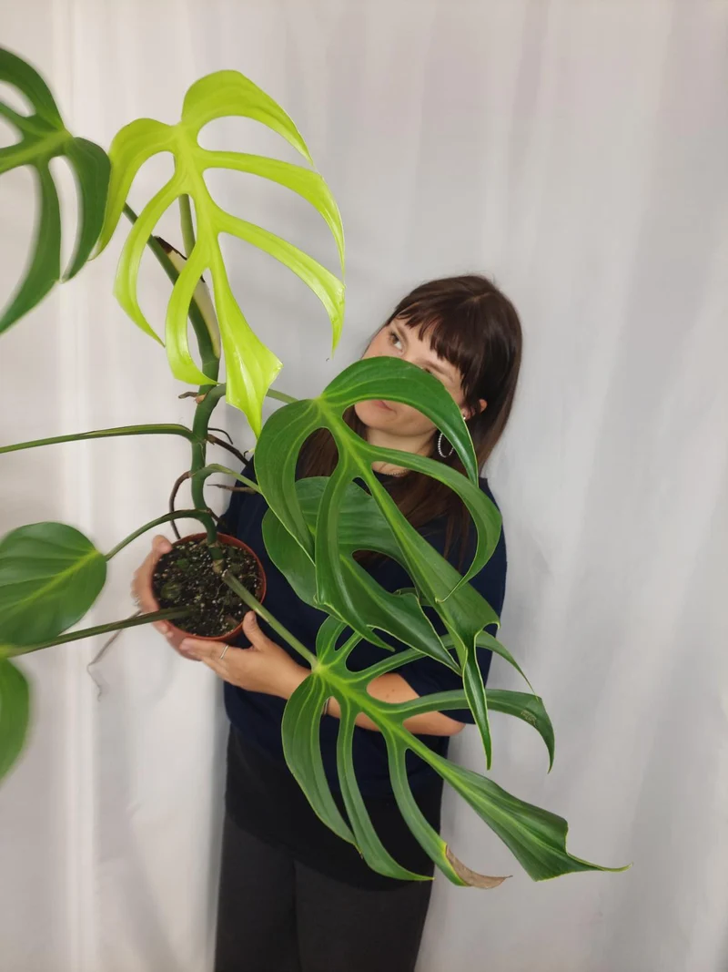 Monstera Burle Marx Flame XXL
