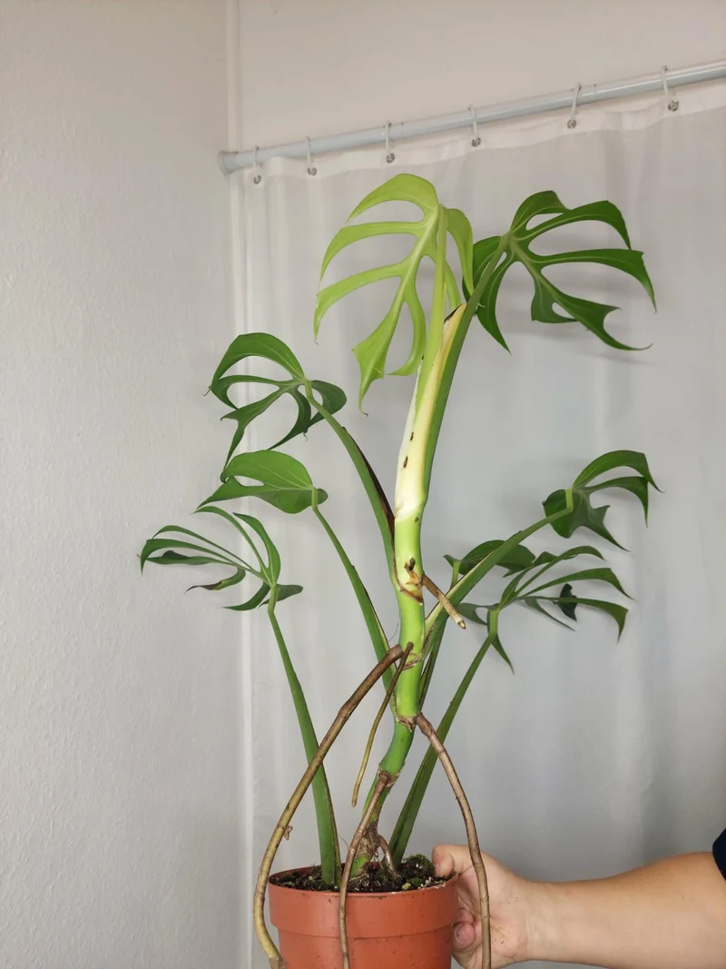 Monstera Burle Marx Flame XXL