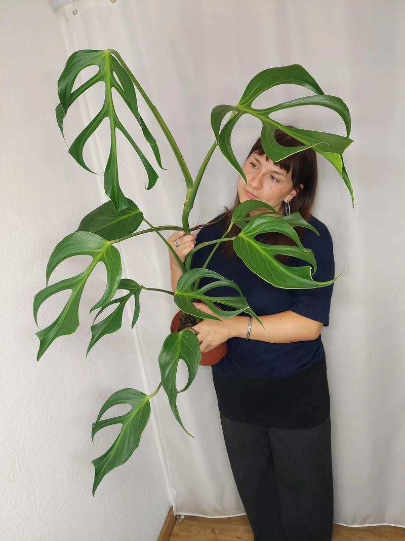 Monstera Burle Marx Flame XXL