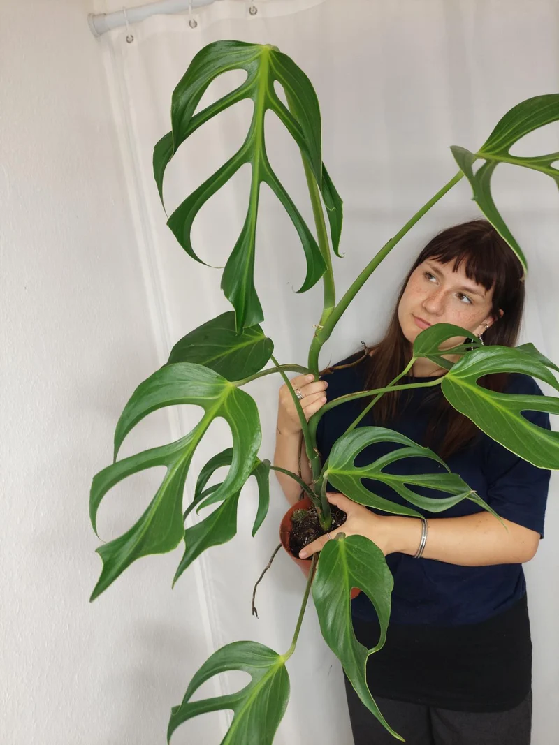 Monstera Burle Marx Flame XXL